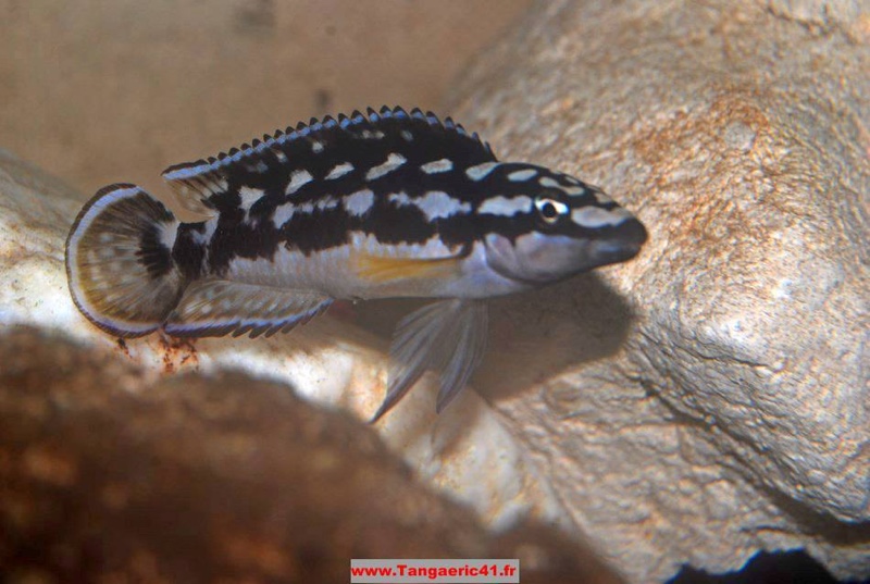 Julidochromis transcriptus 'Bemba'